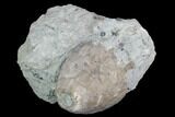 Fossil Crinoid (Eucalyptocrinus) Calyx on Rock - Indiana #127322-1